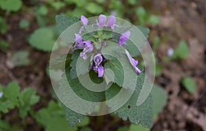 Purple flowers