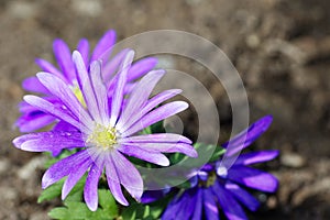 Purple flowers