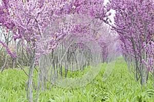 Purple flowers