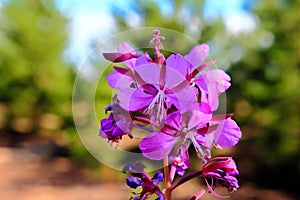 Purple flowers against a backdrop of pines