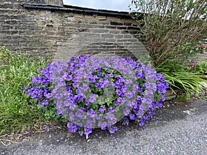 Purple flowers in, Allerton, Bradford, UK photo