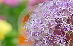 Purple flowers of Allium