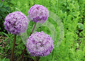 Purple flowers, Allium Giganteum photo