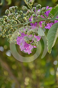 Purple flowers along with greeny background