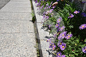 Purple flowers along a sidewalk