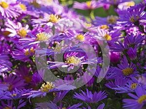 Purple flowers of Alpine asters, Christmas daisy Aster Amellus, known as the Italian asterisk, Autumn aster, purple flower