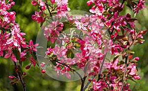 Purple flowers of Apple Malus `Makowieckiana`. Dark pink blossoms in blurred green bokeh background. Early spring in garden