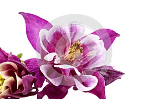 Purple flowers of Aquilegia vulgaris isolated on white background