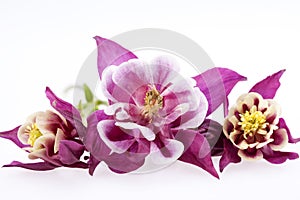 Purple flowers of Aquilegia vulgaris on white background