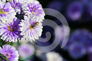 Purple flowers of Aster alpinus, Asteraceae violet blooms growing in the garden in summer with a