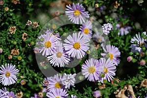 Purple flowers of Aster amellus, the European Michaelmas daisy