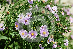 Purple flowers of Aster amellus, the European Michaelmas daisy