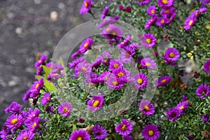 Purple flowers of aster perennial shrub aster dumosus. Beautiful purple flowers on a bush in the garden