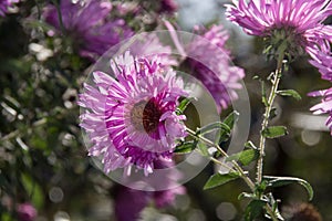 Purple flowers autumn asters in the morning sun Aster novae-angliae, Symphyotrichum Raublattaster