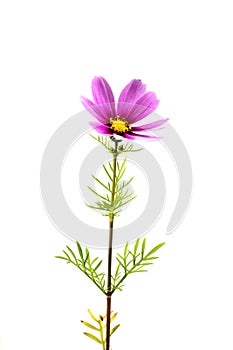 Purple flowers background