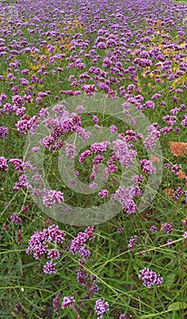 Purple flowers on a background of green grass