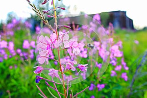 Purple flowers on a background of meadows