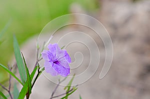 Purple flowers