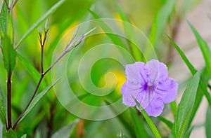 Purple flowers