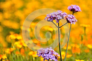 Purple flowers on a background of yellow flowers