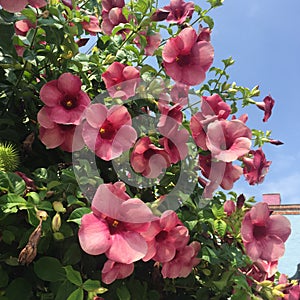 Purple flowers from The Bahamas photo