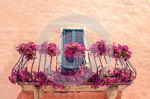 purple flowers balcony in Asciano photo