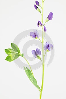Purple flowers of baptisia