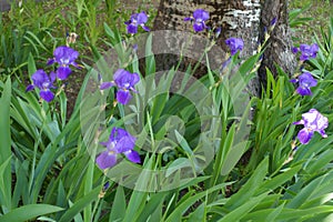 Purple flowers of bearded irises