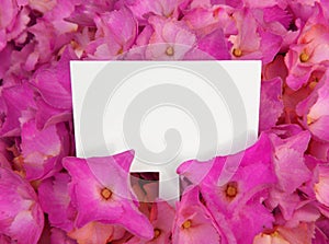 Purple flowers with blank label