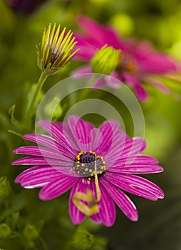 Purple flowers in bloom