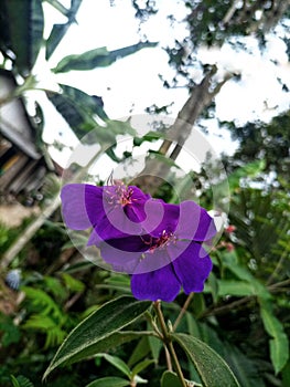 Purple flowers bloom beautifully and dazzlingly