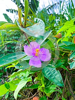 Purple flowers bloom in the morning and are infested with black ants