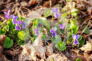 Purple flowers bloom on terrestrial plant, adding color to groundcover