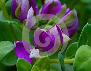 Purple flowers bloom in a trail