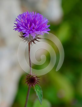 Purple flowers are blooming against a blurry background