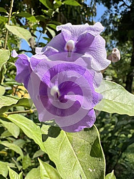 Purple flowers blooming on Brazil raintree in the spring