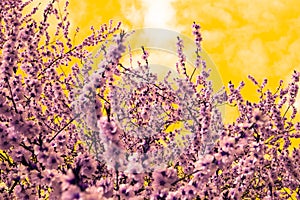 Purple Flowers Blooming Tree at Spring with orange sky