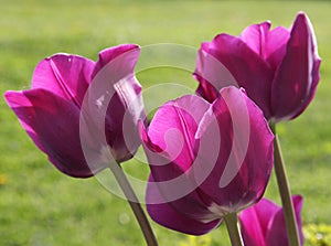 Purple flowers of blooming tulips in a flower bed at spring season on a sunny day in backlight close up