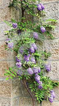 Purple flowers, blooming wisteria