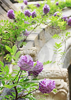 Purple flowers, blooming wisteria