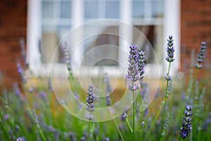 Purple flowers blossoming in spring time with blur window