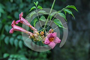 Purple flowers on blurred background