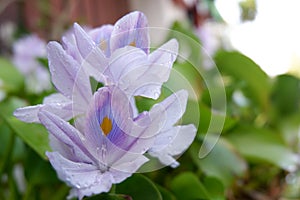 Purple flowers with blurred background