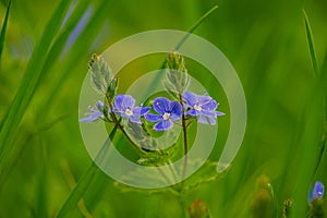 Purple flowers on a blurred green background