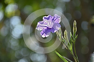 Purple flowers on bokeh background