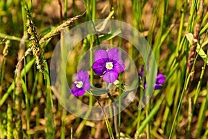 Purple flowers with bokeh background