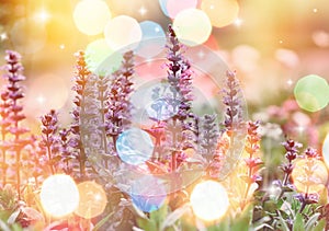 Purple flowers with bokeh lights, flowers and bokeh background
