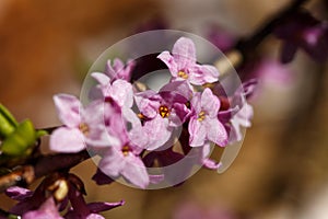 Purple flowers on a branch