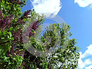 Purple flowers on a branch. Lilac blooms. A green tree with flowers. In the background is a blue sky with white clouds. Spring