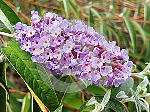 Purple flowers Buddleja davidii or Buddleja